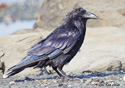 Corvus corax